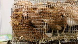 КАКУЮ ПТИЦУ МЫ ПОКУПАЕМ НА ЯРМАРКЕ