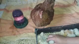 квочка ( наседка ) и 45 ее цыплят / hen and 45  chickens