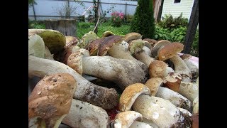 Ох )) Эти Белые грибочки. Удачно сходил за грибами.