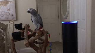 Alexa. All lights on. Petra the African Grey controls the Amazon Echo & turns lights on.