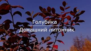 Голубика. Домашний питомник 2018