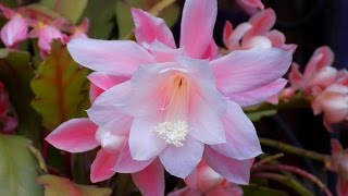 Epiphyllum 'Deutsche Kaiserin' (Giant Empress) Orchid Cactus from buds to blooms