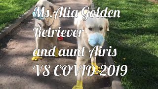 Ms. Alya Golden Retriever & aunt Airis VS COVID-19. Ретриверы против короновируса
