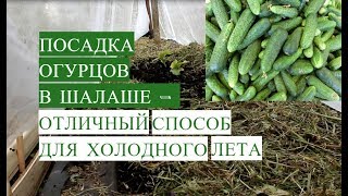 Посадка Огурцов в Открытый Грунт в Шалаше. Отличный Способ Для Холодного Лета!