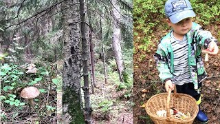 ГРИБНОЙ СЕЗОН ОТКРЫТ ?/ЛЕС ЛЕНИНГРАДСКОЙ ОБЛАСТИ