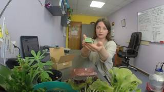 Как подключить два электродвигателя к одному частотному преобразователю?