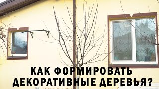 Как формировать декоративные деревья?