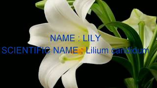 Scientific Names Of Flowers | Scientific Names of 10 Flowers
