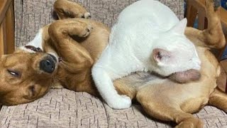 БЕССТЫЖИЕ КОТЫ которые ПЕРЕШЛИ ВСЕ ГРАНИЦЫ