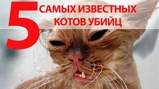 5 самых известных котов убийц