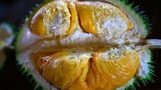 Bao Sheng Durian Farm Durian tasting with Bao Sheng the best organic durian in the world!