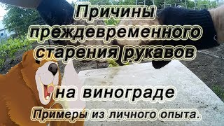 ? Причины преждевременного старения рукавов  винограда. Пятнистый некроз.