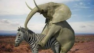 cruzamento de elefante com zebra veja os animais engraçados que nasce deste acasalamento [Mr Memth]