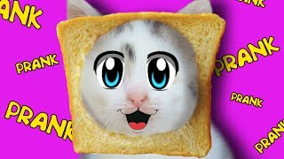 РОЗЫГРЫШ НАД КОТАМИ! СМЕШНОЙ КОТ И КОШЕЧКА МУРКА ! ПРИКОЛЫ С КОТАМИ! ОЧЕНЬ СМЕШНОЙ ПРИКОЛ