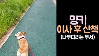 [김밍키TV] 즐거운 산책 후! 발바닥 케어