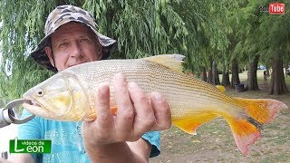 Pescando DORADOS en Villa Paranacito ?  Dorados en camping Top Malo