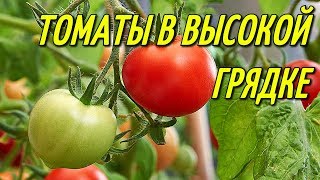 ТОМАТЫ В ВЫСОКОЙ ГРЯДКЕ.