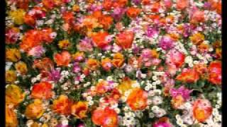 花の時・愛の時／前川清（沢田正人）