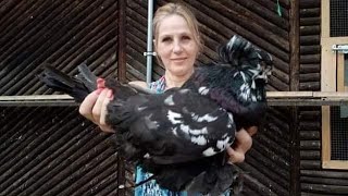 World Most Beautiful Pigeons | Indoor Pigeon Farming | Pigeon Breeding In cage