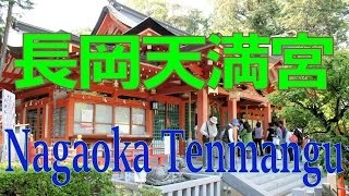 長岡天満宮 - キリシマツツジ / Nagaoka-tenmangu Shrine - Kirishima-tsutsuji  / 2017_05