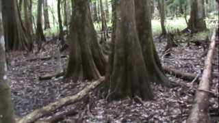 Found Bigfoot Tapes: The Florida Skunk Ape Kills