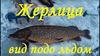 Зимняя рыбалка ловля Щуки на жерлицы . подводная съёмка . Fishing Pike