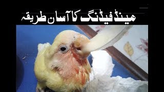 Hand Feeding Lotino Chick With Spoon | Urdu/Hindi | By Lodhi Birds