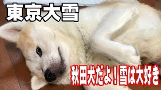 秋田犬 雪は任せろ得意だぜ！東京大雪Akita Inu heavy snow
