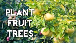 How to plant a lemon tree or any fruit tree