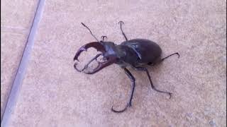 Лето в Крыму. Жук-олень в Крыму 2019. Lucanus cervus