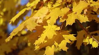 Footage autumn Canon EOS 6D Mark II Осенний лес | Золотая осень ФУТАЖ