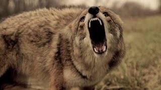 Predator Trapping - Colder Weather - The Management Advantage #49