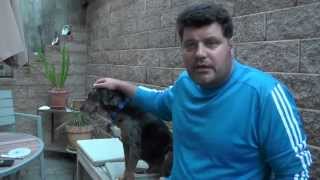 Message for the Foreign Ambassadors to Bulgaria. Help us find homes for these shelter dogs!