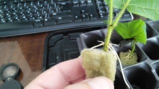 Фундук клонирование №1 MicroTrees (микро деревца)