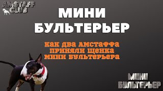 Бультерьер и стаффордширский терьер. Собаки породы бультерьер и стаффорд спелись с первых минут.