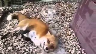Лиса угарает! Прикол