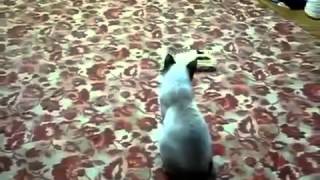 Кот с игрушкой