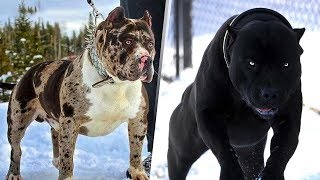 5 САМЫХ СМЕРТОНОСНЫХ ПОРОД СОБАК