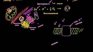 Цепь переноса электронов (видео 8) | Клеточное дыхание | Биология