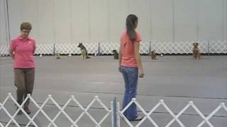 Rocky's First AKC Obedience Trial