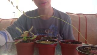 Como Cuidar y Cultivar Drosera - PLANTAS CARNIVORAS