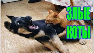 КОТЫ-КОЗЛЫ!!! / Самые ржачные приколы с котами 2016