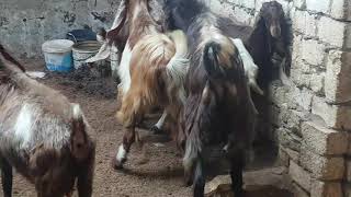 نتايه صارفه وجنون الطلايق عليها..طنطا..01153553100..01274943511