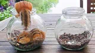 뺏은 자리가 더 좋은 다람쥐 제니 Chipmunk Jenny Loves To Take Over Others Food Jars