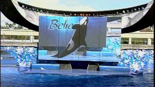 Shamu the killer whale- Sea World Florida Show- Part 2 (HD Quality)