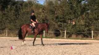 Astuces pour que votre cheval réagisse à la jambe