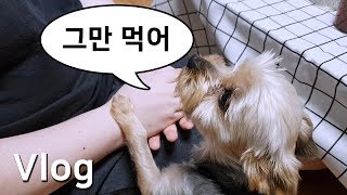 씹고 먹고 마시고 맛보고~♪ 다이어트 시작 전 살찌우기^^?｜일상Vlog