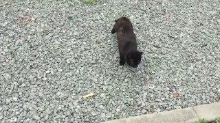 ネコ かわいいですね。^ ^