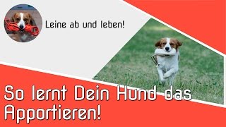 Hundetraining - So lernt Dein Hund das Apportieren.  | Apportieren | Hundeschule