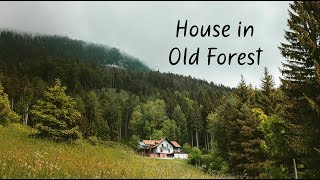 House in Old Forest | Beautiful Chill Mix